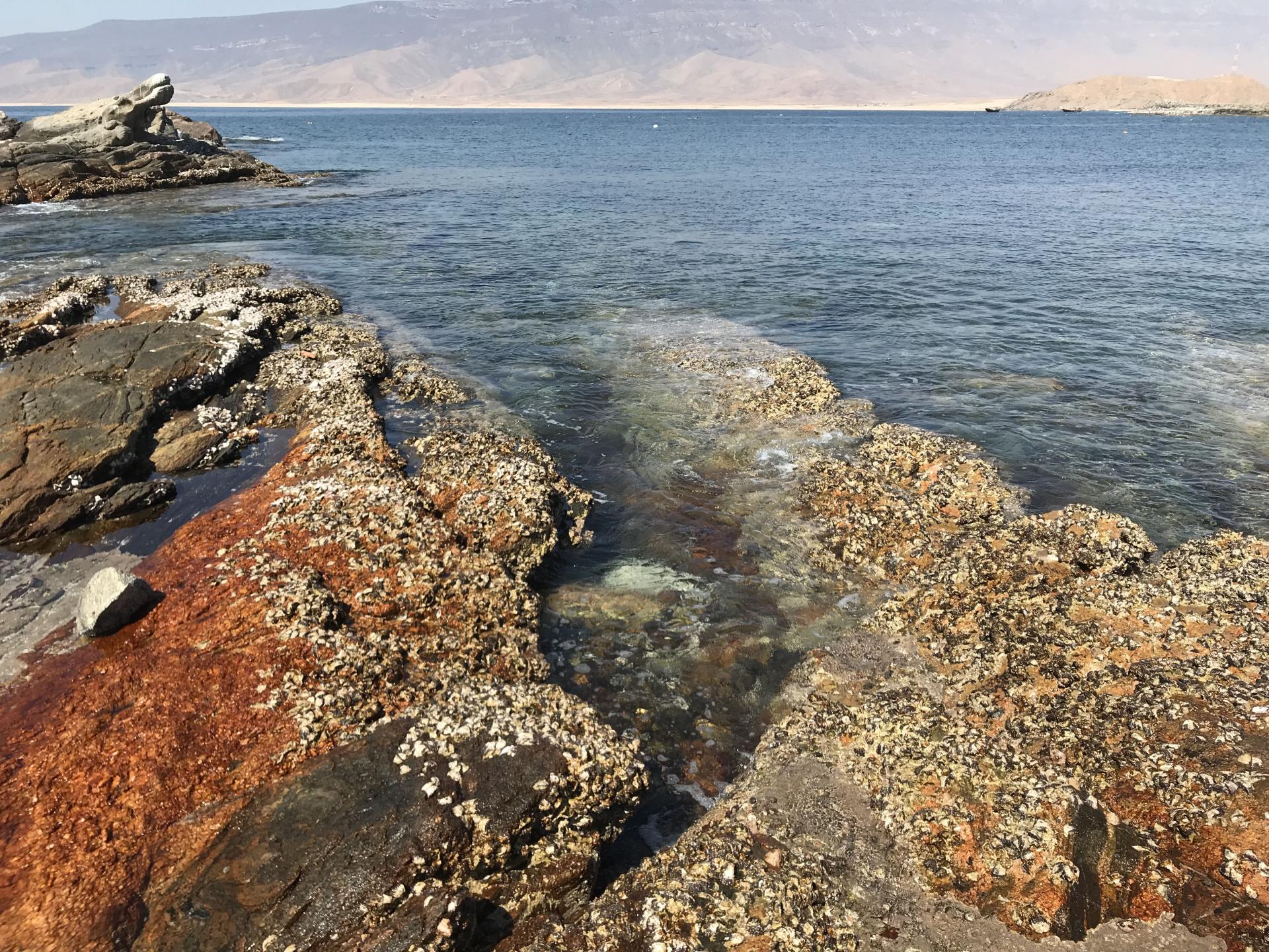 Rocky shoreline with barnacles and clear ocean water