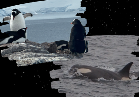 Photo of penguins hanging out on rock and a photo of an orca at the surface of the ocean taken from the ship