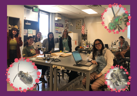 6 students and 1 instructor smiling and posing around a classroom table, 3 close up photos of bees from the project