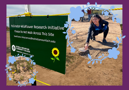 Sign: Pollinator-Wildflower Research Initiative. Please do not walk across this site. Questions: lifesciences@estrellamountain.edu. Estrella Mountain Community College. Student smiling and working on setting up the test area. Photo of yellow and purple wild flowers.