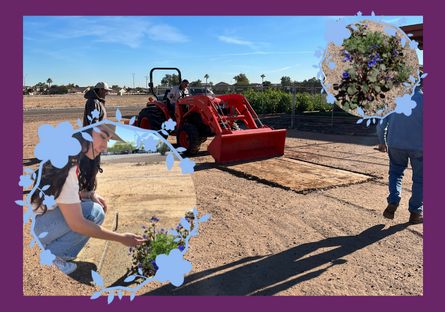 Worker driving red backhoe loader to prep ground for project. Violet wild flowers. Student looking at violet wild flowers.