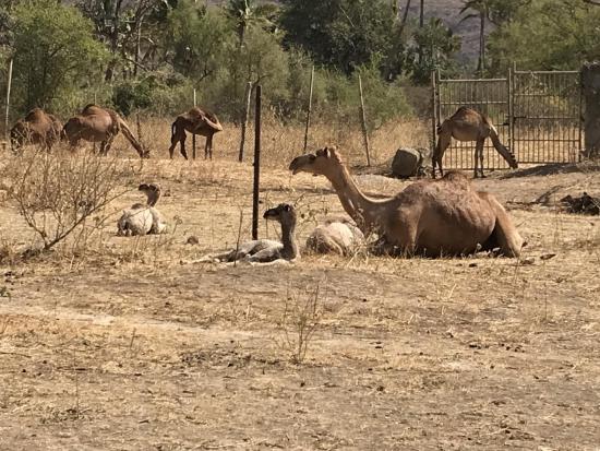 Camel Mom with Babies
